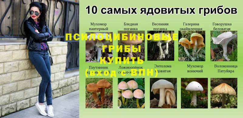 Галлюциногенные грибы мицелий  Куса 